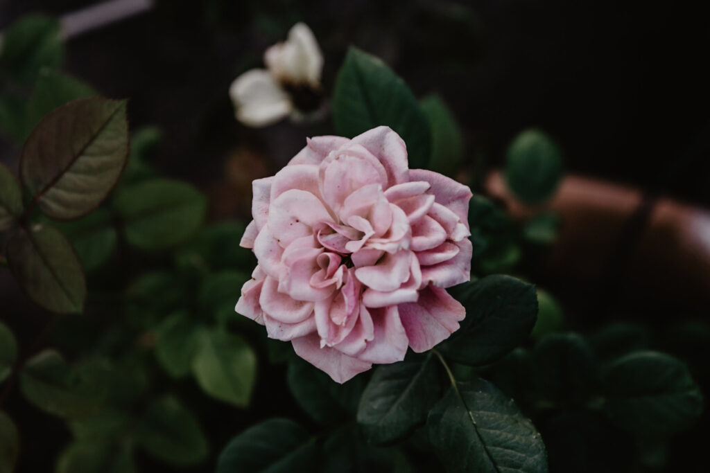 Close-up of a blooming pink rose – floral inspiration for romantic wedding bridal shower ideas